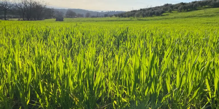 La scelta coraggiosa dei Grani Antichi